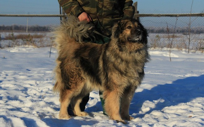 Кавказская овчарка
