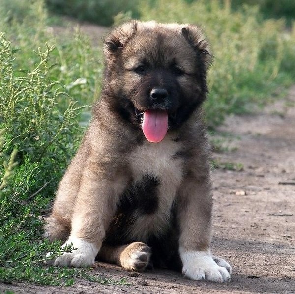 кавказская овчарка