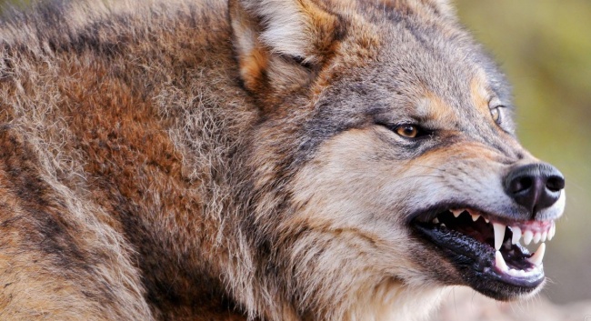 человек человеку волк