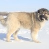 Кавказская овчарка